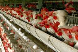 هشدار دامپزشکی طرقبه شاندیز به مرغداران جهت پیشگیری از بیماری آنفلوانزای فوق حاد پرندگان